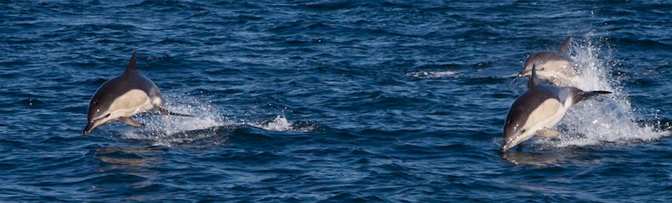 Common dolphins near Staffa